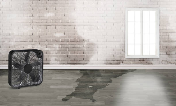 Best Flood damage cleanup  in Miami Lakes, FL